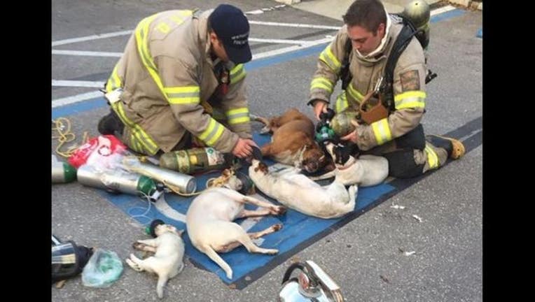 New Port Richey Texas firefighters help dogs rescued from a fire