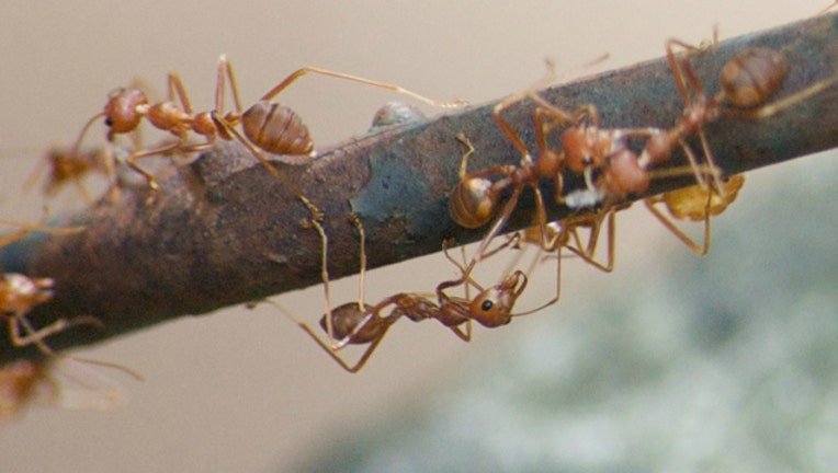 9bf8186f-Fire ants stock image by Dean Croshere via Flickr