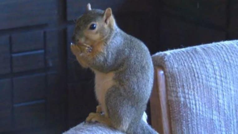 9d8c6fa9-pet-squirrel_1487180465238.JPG
