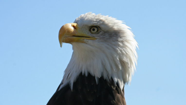 a1d91865-bald-eagle_1467718117224.png