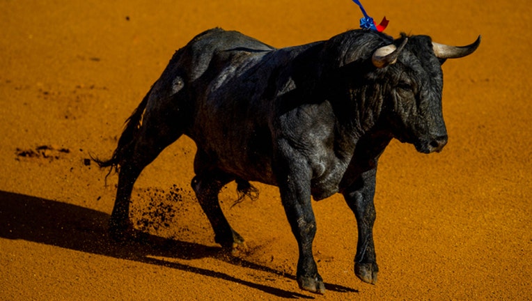 a2aed800-GETTY-bull-fighting_1503965217130.jpg