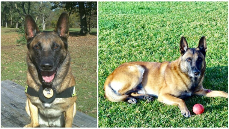 a383dc5b-K9 Chico of the Calumet City Police Department died on Saturday