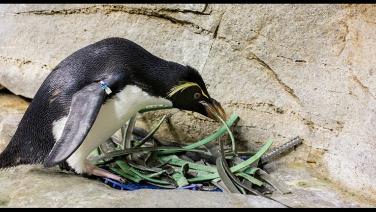 a4dcc290-Penguin builds love nest