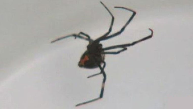 a5955b76-spider.jpg