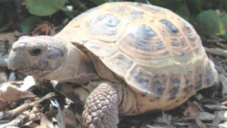 a6ac3c67-Tortoise kidnapped from Menominee Park Zoo in Wisconsin