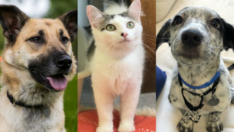 a719d308-PAWS Chicago dogs cat adoption event_1561752213805.jpg.jpg