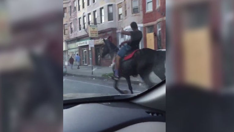a997f057-baltimorehorses_1440414547493-401720.jpg