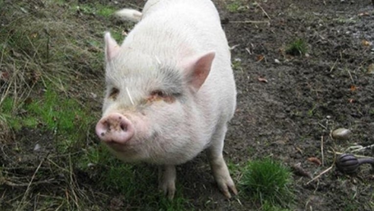 molly_pig_adopted_killed_eaten_022618_1519667304661-401096.jpg