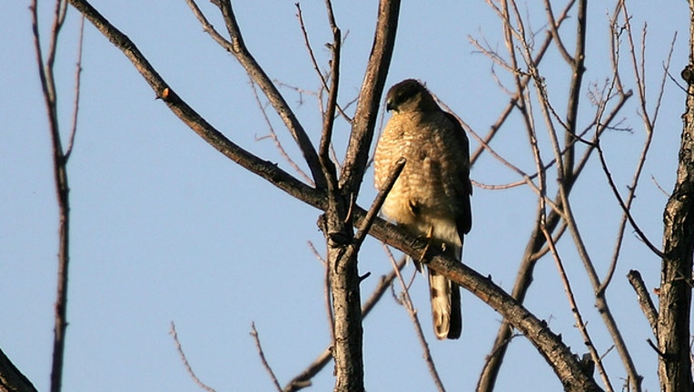 Getty-cooper-hawk_1555416776094.jpg