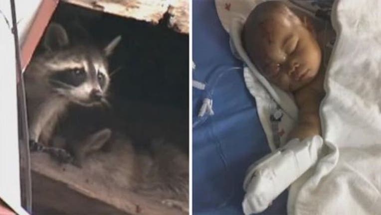 aad5b568-infant-raccoon_1514252580193.jpg