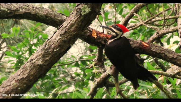 ab2b606b-Pileated Woodpecker photo by Sandy Aurlene Sullivan via Flickr