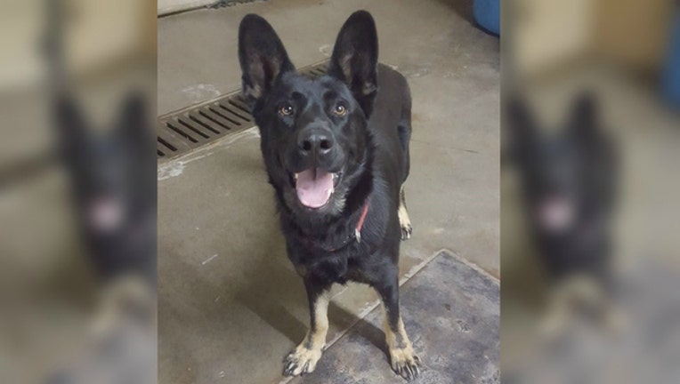 aca7b9b5-missing-hobart-dog_1504881053849.jpg