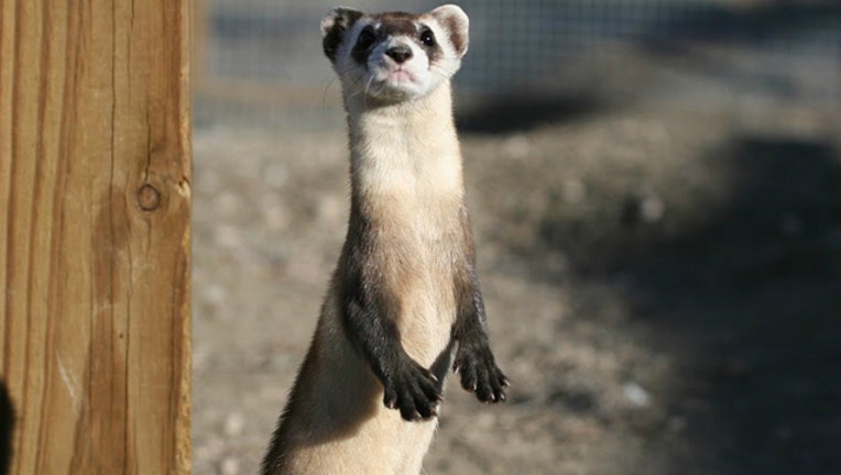 ae184113-Ferret stock image by J. Michael Lockhart of the USFWS