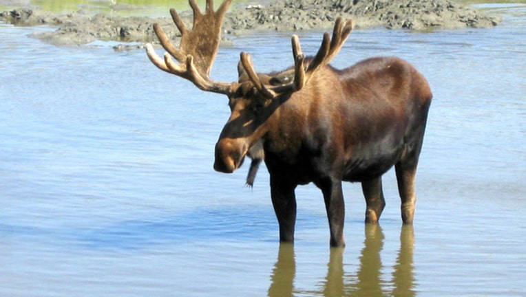 b05f4061-moose alaska_1514944144191.jpg.jpg