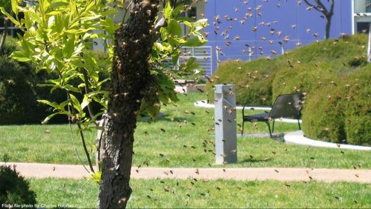 b1abafed-Bee swarm stock photo courtesy Charles Haynes via Flickr