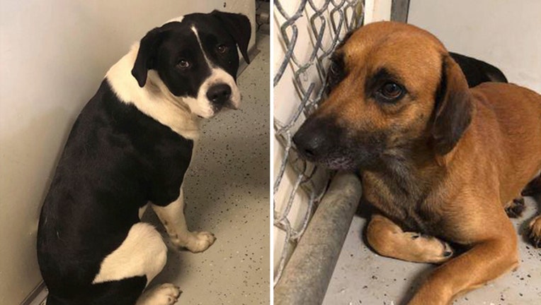 b2a7de02-Dog that need to be adopted_101618_1539693671990.jpg-403440.jpg