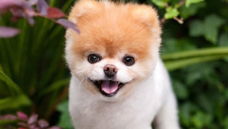 b438d5df-boo_worlds_cutest_dog_012019_1547999111901-401096.jpg