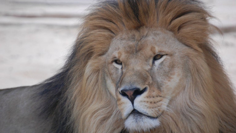 b9626d53-lion_1463871200879.jpg