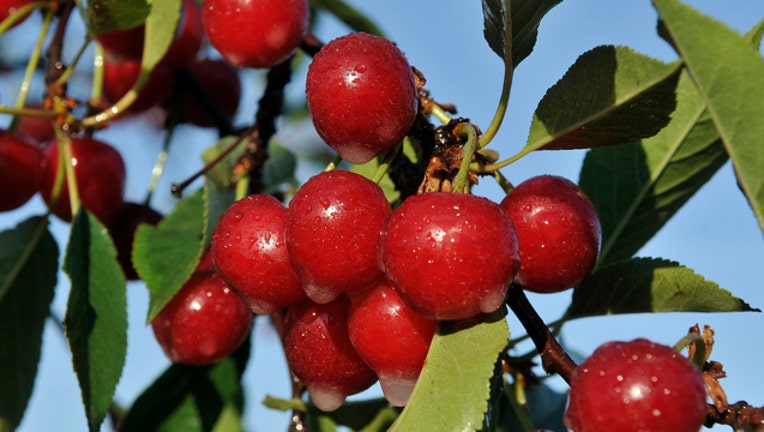 ba72072b-GETTY Cherry orchard cherry trees stock photo