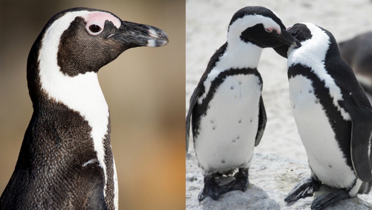 bac65177-penguinss_1469132624916.jpg