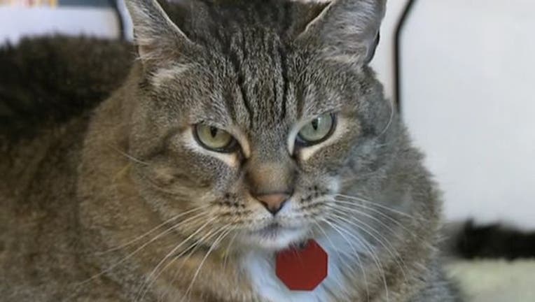 bc4435c0-feral-cat