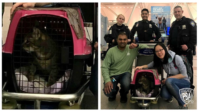 bc8344b7-Cat rescued at JFK Airport