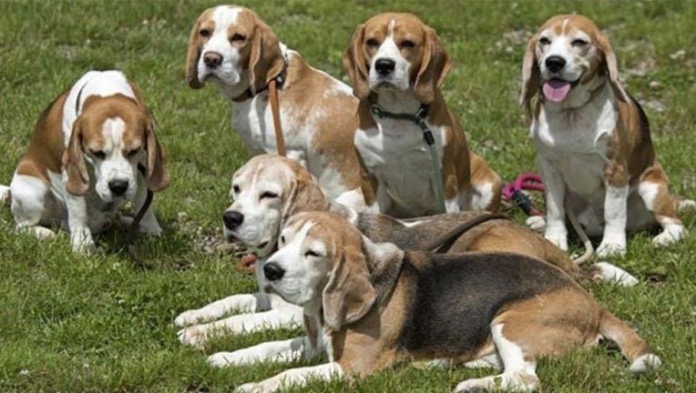 bf7eefdb-beagles_1473014956892-407693.jpg