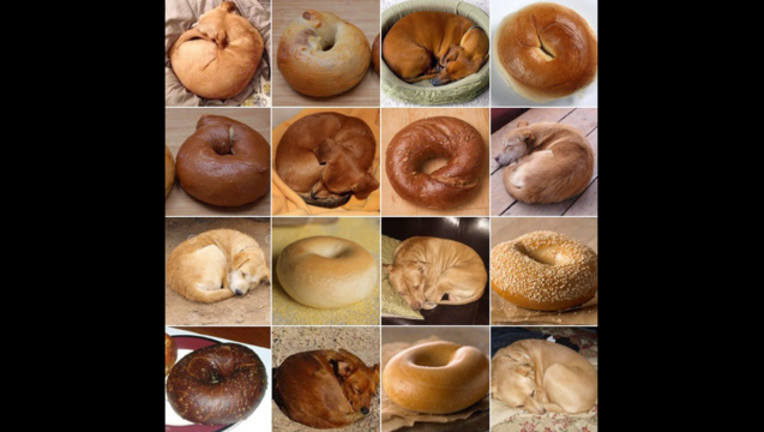 c599f962-puppy bagel_1457563570481-404959.PNG