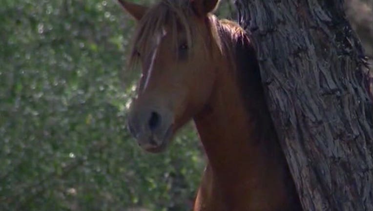c6e2ddfb-Horse_1444452078486-408200.jpg