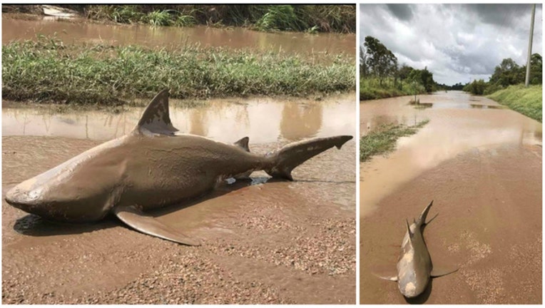 Queensland Fire and Emergency Services personnel found this bull shark in a road after Cyclone Debbie