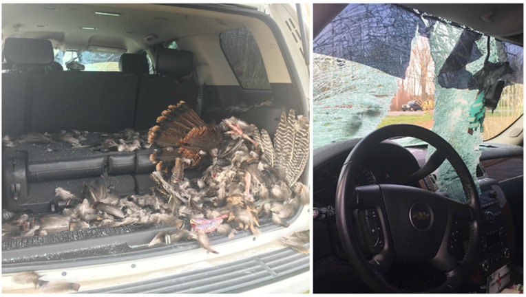 Photos of aftermath of turkey vs car crash courtesy of Danville Indiana Police