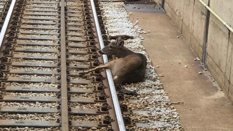 deer on cta tracks_1542065730680.jpg.jpg