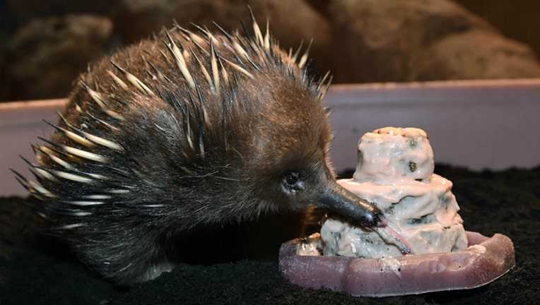 ca74001c-Happy Birth to Adelaide, the oldest animal at Brookfield Zoo