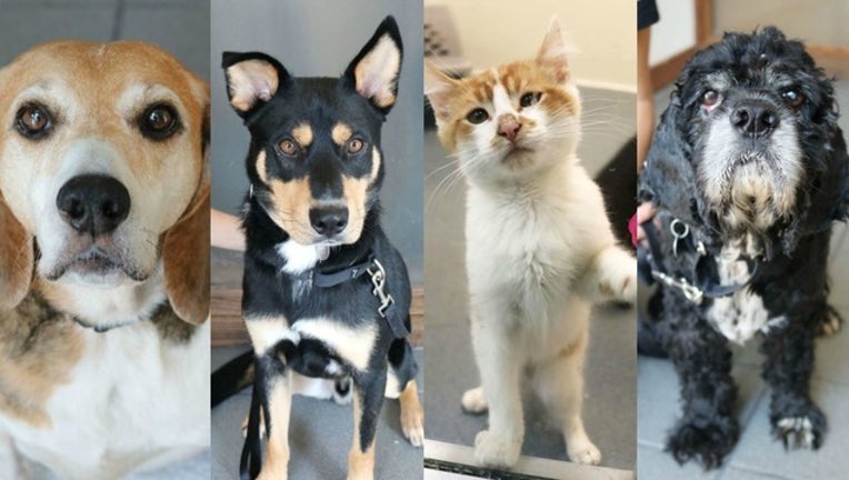 paws-chicago-fosters_1502913674371.jpg