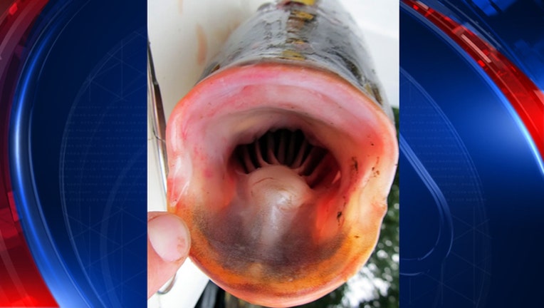 cfc15db0-asian carp_1498233989499-65880.jpg