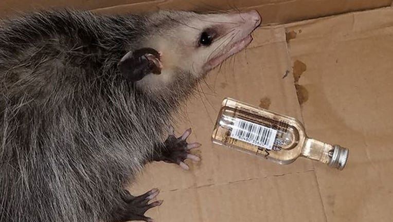 opossum-drinking_Emerald Coast Wildlife Refuge-401720