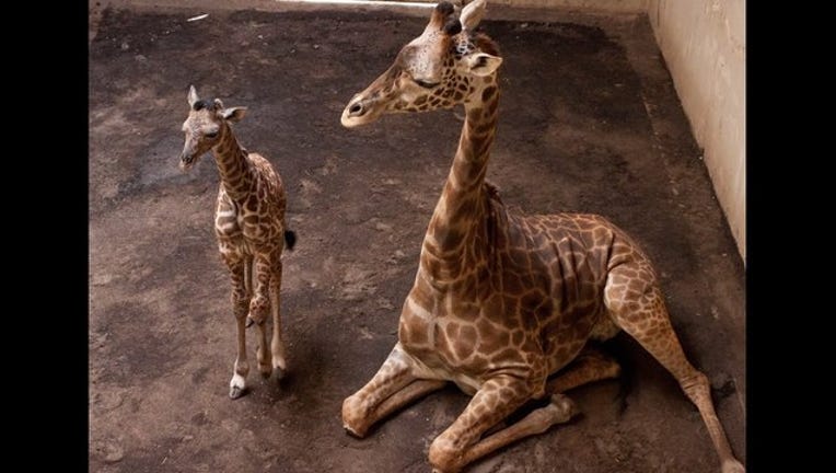 baby giraffe_1459736063943-407068.jpg