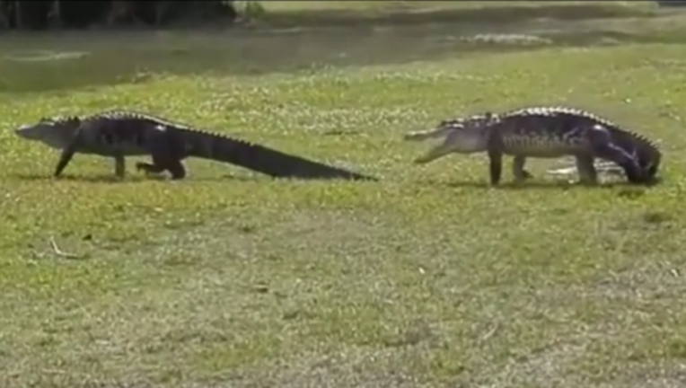 alligator-fight_1459617923436.png