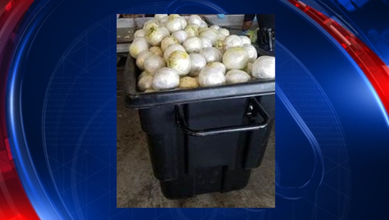 marijuana seized-409650