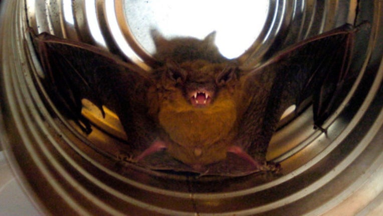 dc71be46-brown-bat.jpg