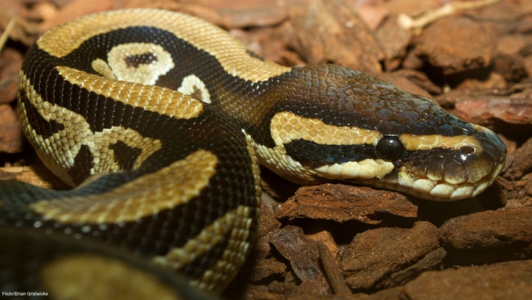 dcd5f770-Ball python snake file photo