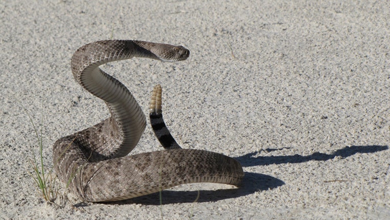 ddf874e0-western-diamondback-rattlesnake-1929358_1920_1495034563659-401385.jpg