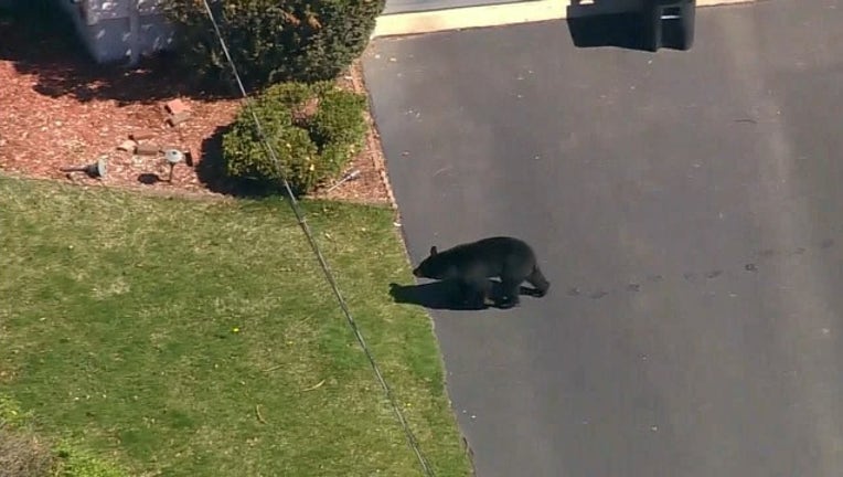 e013d97c-rcv3 New York Bear 744 KTVUBCME01.mpg_07.45.29.12_1525187037399.png-405538.jpg