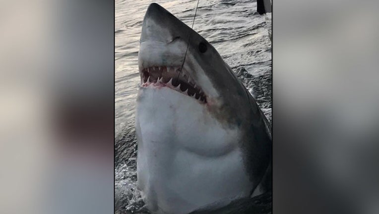 e118a8e9-shark1a_1482252014700-401385.jpg