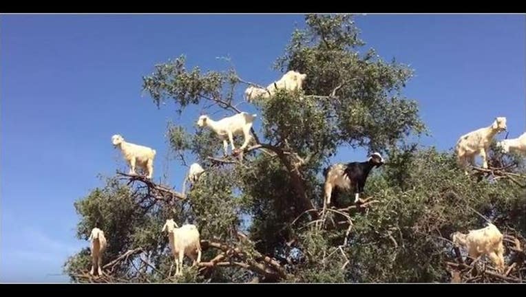 e44257ef-GOATS IN A TREE_1442270249722-401385.JPG