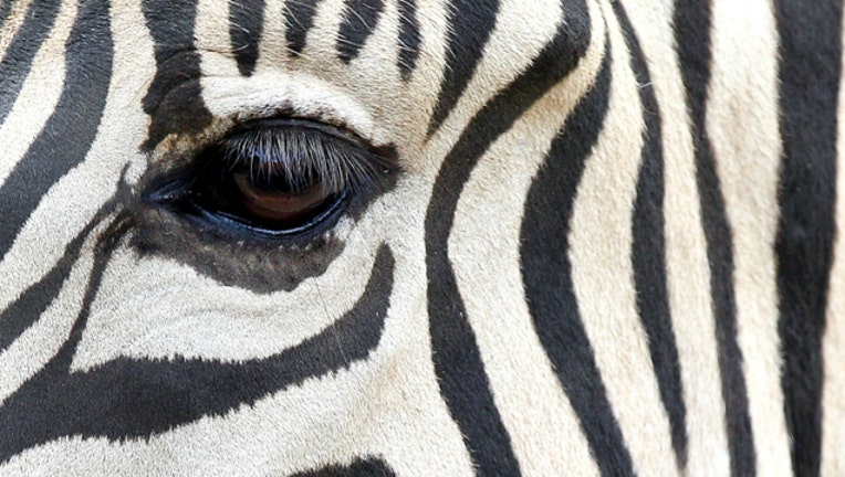 GETTY zebra_1548881827242.jpg.jpg