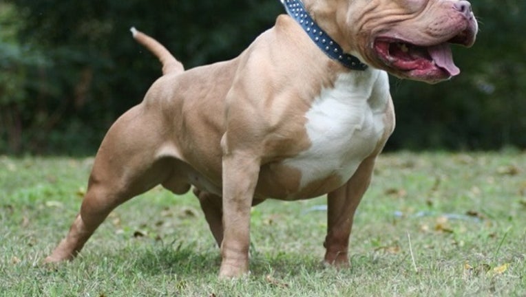 Pictures of gator fashion pitbulls