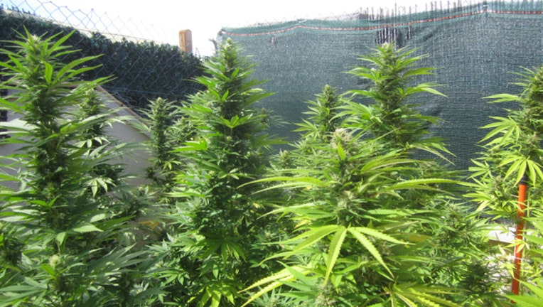 ea056928-pot plants_1473209705377.jpg