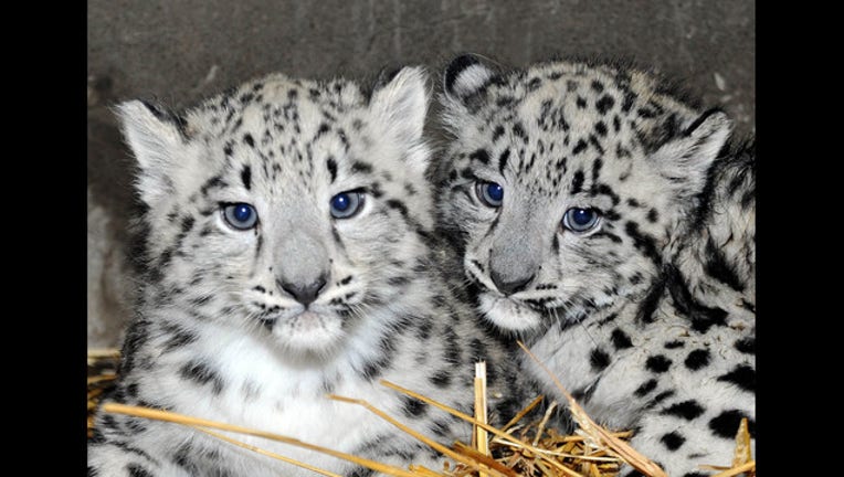 ea666653-snow-leopard-baby-2