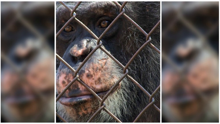 Battle over whether this chimp should be given human rights - Photo courtesy Nonhuman Rights Project